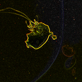 Celestial Cnidarian EP (2012)