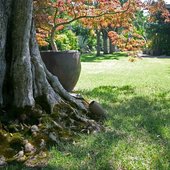 Back yard and tree.jpg