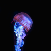 Avatar di blobfishnat