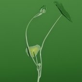 Plant Life