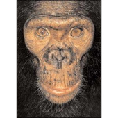 Avatar for Simiato