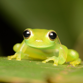 froggie_fresh 的头像