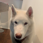 PhantomTheDog 的头像