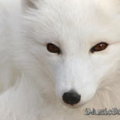 Avatar de iMusicBox