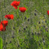 Infernal Poppy Flowers