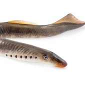 THE Lamprey