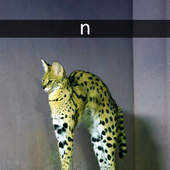 laezaer 的头像
