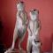 Avatar de meerkat03