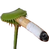 BigBrainAve 的头像