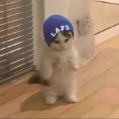 diiegoq 的头像