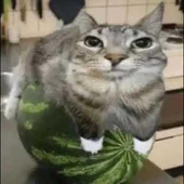 fijiwj 的头像