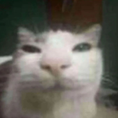Avatar for rooobai