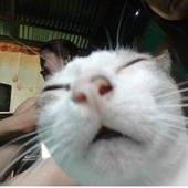 badgar 的头像