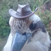 FallingDuck 的头像