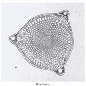 Diatoms