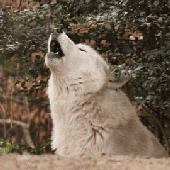 Wolfsilencer için avatar