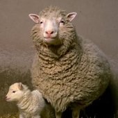 -SHEEP-