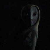 Avatar di Melancholic_Owl