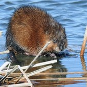 Muskrat.jpg
