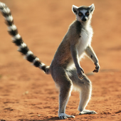 Avatar de Lemur4