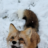fuzzballtorix 的头像