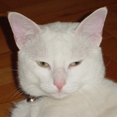 User-Cool_Cat.png