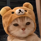 NeFurka 的头像