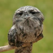 tawnyfrogmouth için avatar