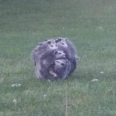 pottedpossum 的头像