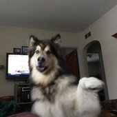 I Wish I Was a Dog - EP