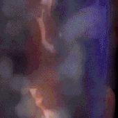 elliegif