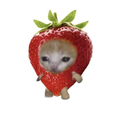Avatar for Zoewew