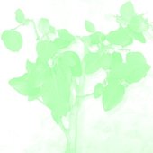 Ficus 22 - Single