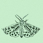 Avatar für mothkip