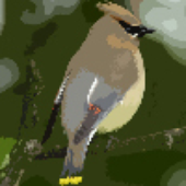 Awatar dla cedarwaxwing