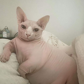 adybocho 的头像