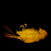 Avatar for fiumerosso