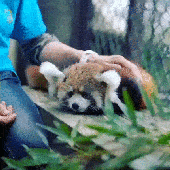 Awatar dla iloveredpandas4