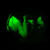 200w.gif