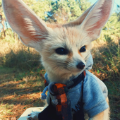 fennec1 的头像