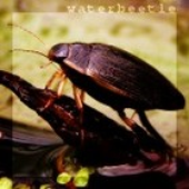 waterbeetle 的头像