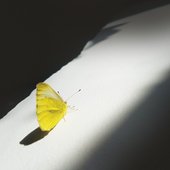 Trespassing Light