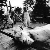 \"Othar Turner and friend Abron Jackson clean three goats they’ve killed early in the morning before a picnic\"