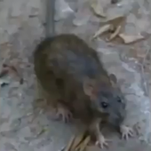danilofto 的头像