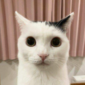 Dalkytof 的头像