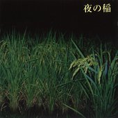 RIce Field Silently Riping In The Night