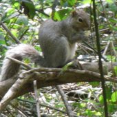 Photo for the cover on Finding The Nuts.