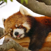 redpandahannah 的头像