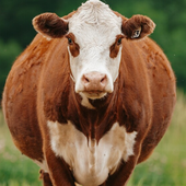cow97424 的头像