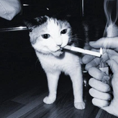 iam_kat 的头像